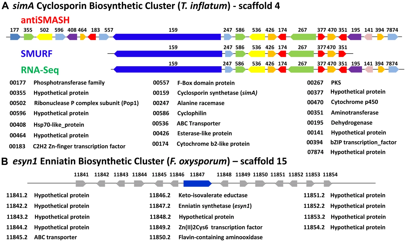 Organization of the <i>simA</i> biosynthetic cluster.