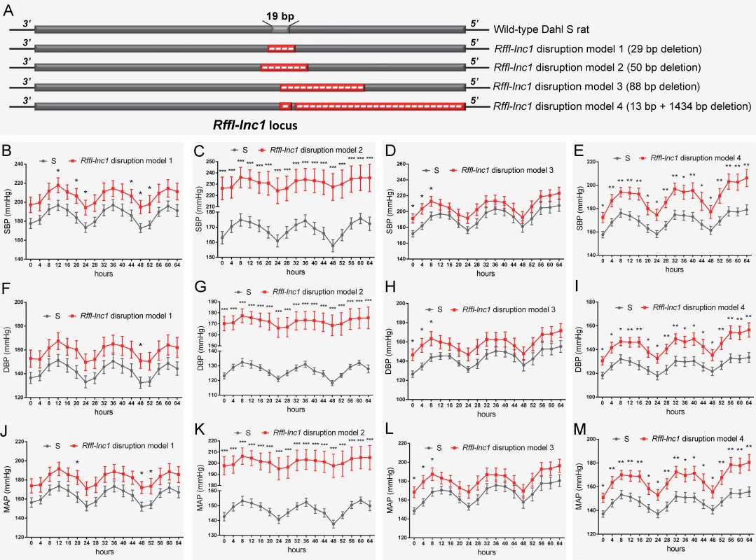 Elevated blood pressure in <i>Rffl-lnc1</i> disruption models compared with S rats.