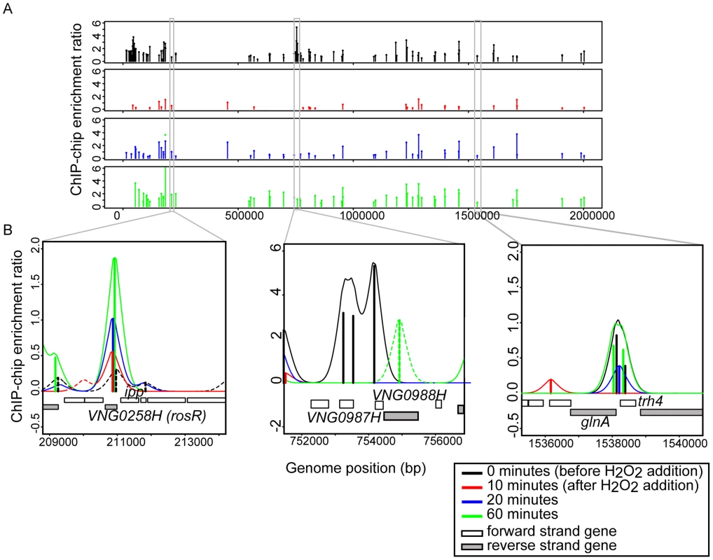 RosR binds to DNA dynamically throughout the genome in response to H<sub>2</sub>O<sub>2</sub>.