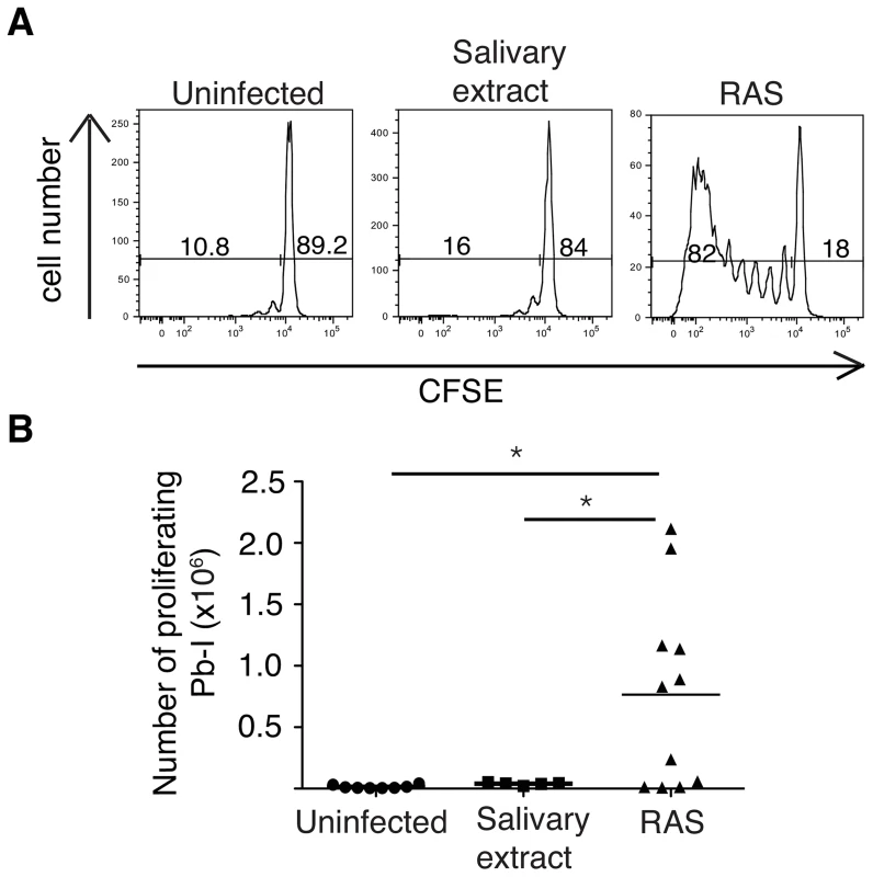 PbT-I cells proliferate in response to irradiated sporozoites.
