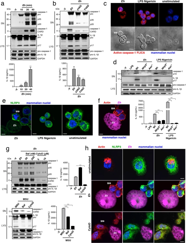 <i>E</i>. <i>histolytica</i> activates the NLRP3 inflammasome upon contact.