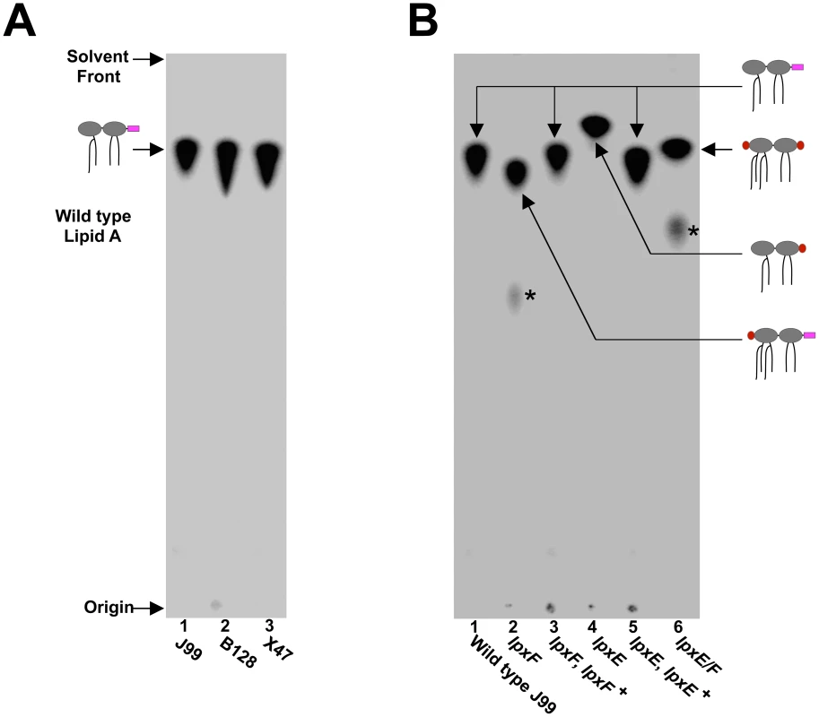 TLC analysis of <sup>32</sup>P-labelled lipid A from select <i>H. pylori</i> strains.