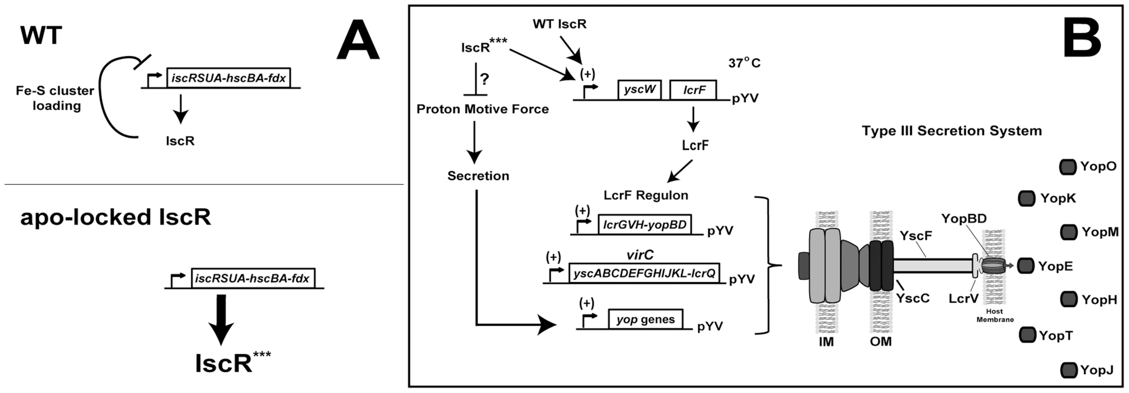 Regulation of the <i>isc</i> and <i>lcrF</i> operons by IscR.