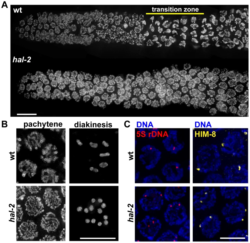Defective nuclear reorganization and homologous pairing in <i>hal-2</i> mutants.