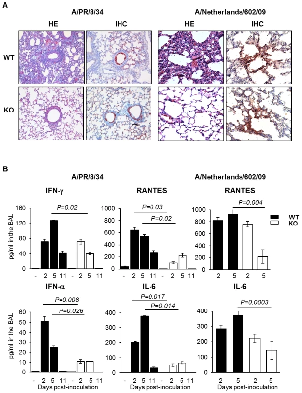 Plasminogen-deficiency prevents severe inflammation.