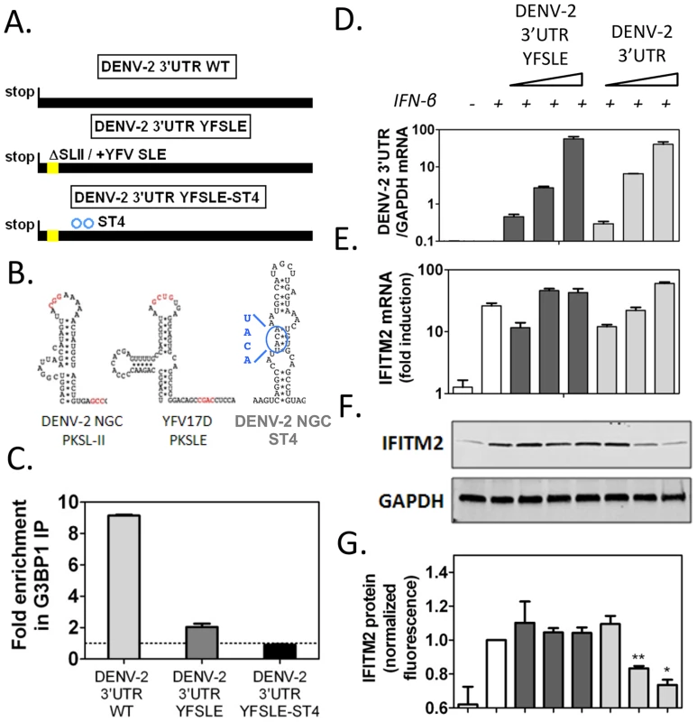 DENV-2 3′UTR downregulates ISG protein expression through G3BP1, G3BP2 and CAPRIN1 binding.
