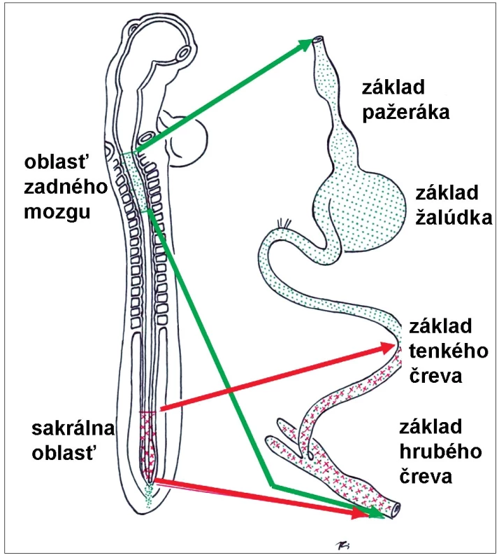 Oblasti neurálnej lišty, z ktorých pochádzajú prekurzorové bunky črevného nervového systému (podrobnejší opis v texte).
Fig. 3. Subdivisions of neural crest, from which the progenitor cells of the future enteric nervous system originate.