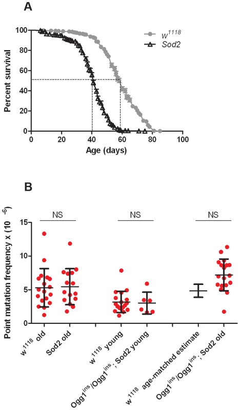 Oxidative stress response pathway mutants do not have an increased mtDNA mutation frequency.