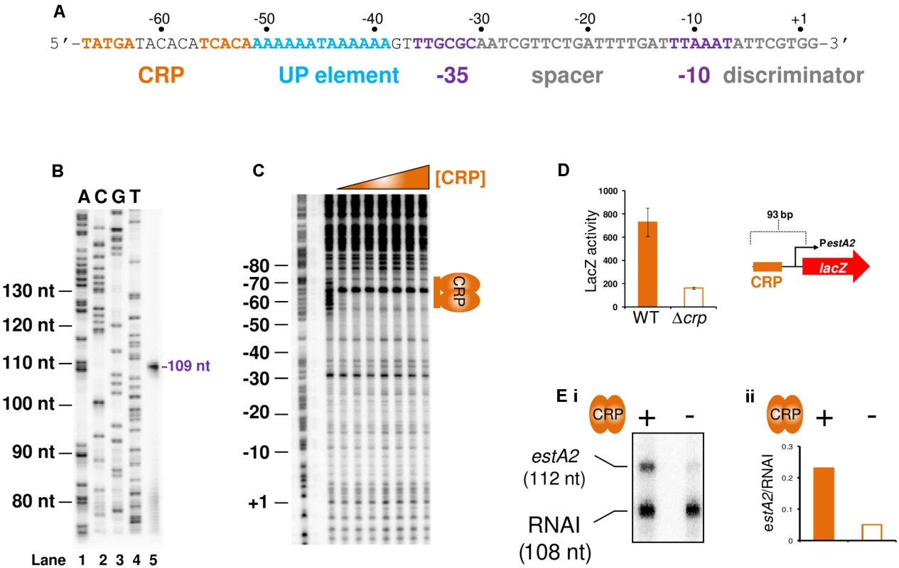 The <i>estA2</i> promoter is activated by a Class I CRP dependent mechanism.