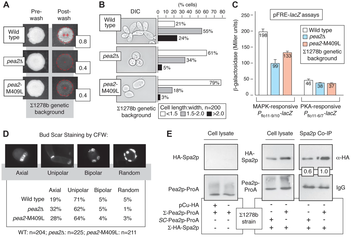 Variation at Pea2p residue 409 impacts invasive growth, budding, and polarisome interactions.