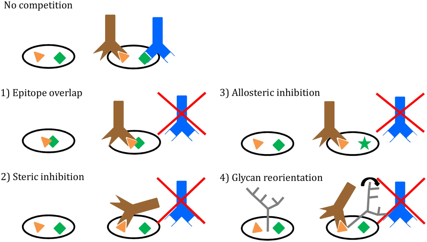 Four mechanisms of bNAb binding interference.