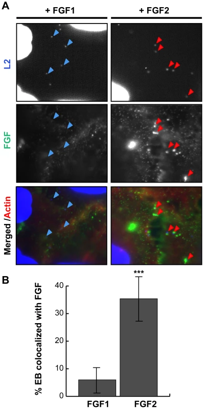 FGF2 co-localizes with cell surface bound EBs.