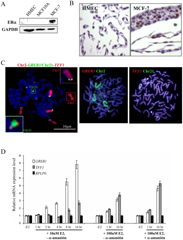 Expression and genomic arrangement of <i>TFF1</i> and <i>GREB1</i> in breast epithelial cells and MCF-7 breast cancer cells.