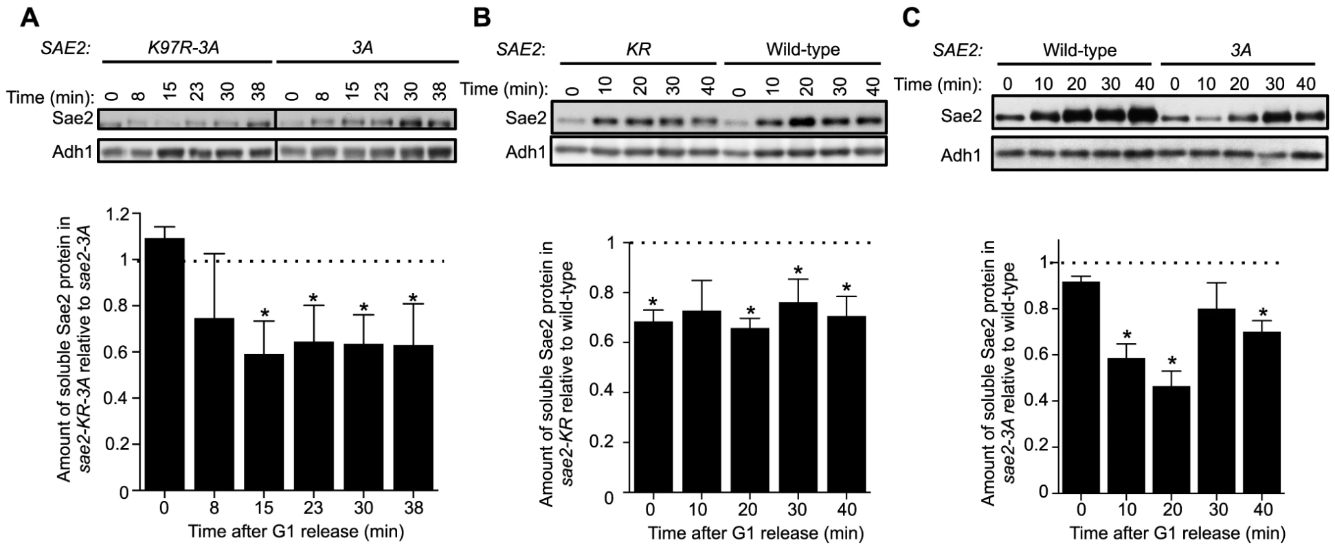 Sumoylation of Sae2 increases the levels of soluble Sae2.
