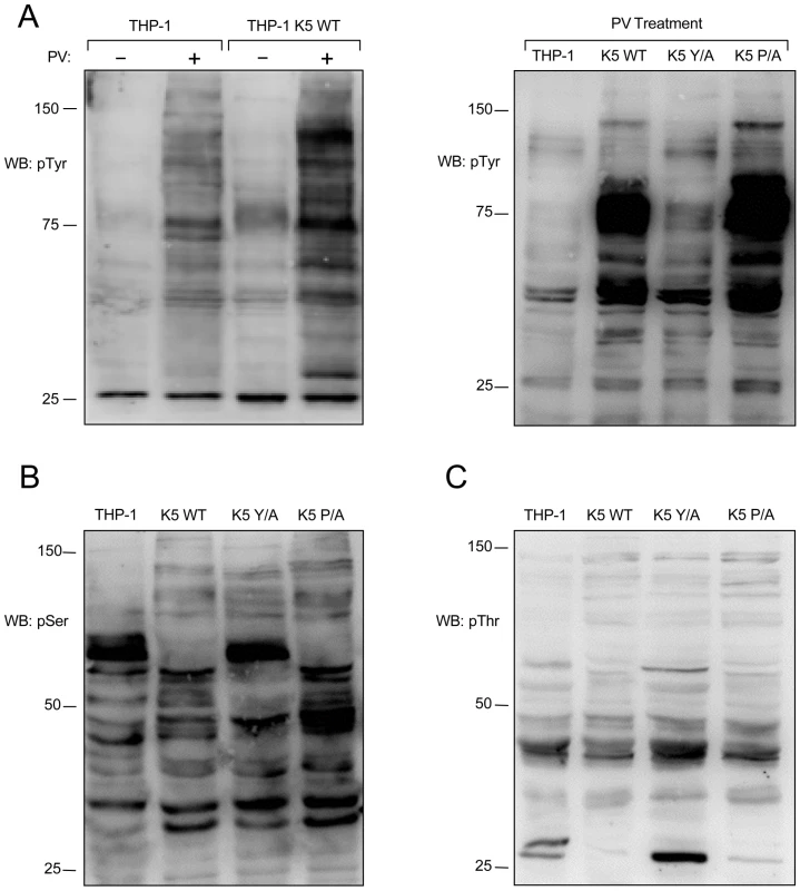 K5 alters tyrosine, serine and threonine phosphorylation.