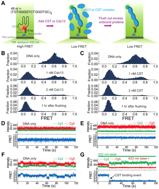 Cdc13 and CST can bind and unfold higher order G-tail structure.