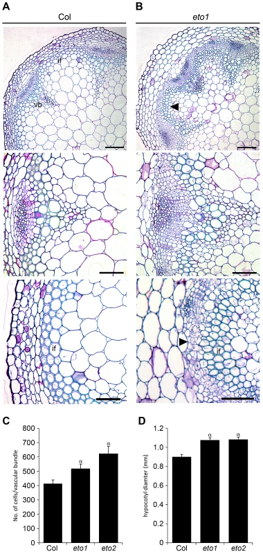 Increased vascular cell divisions in <i>eto1</i> and <i>eto2</i> mutants.