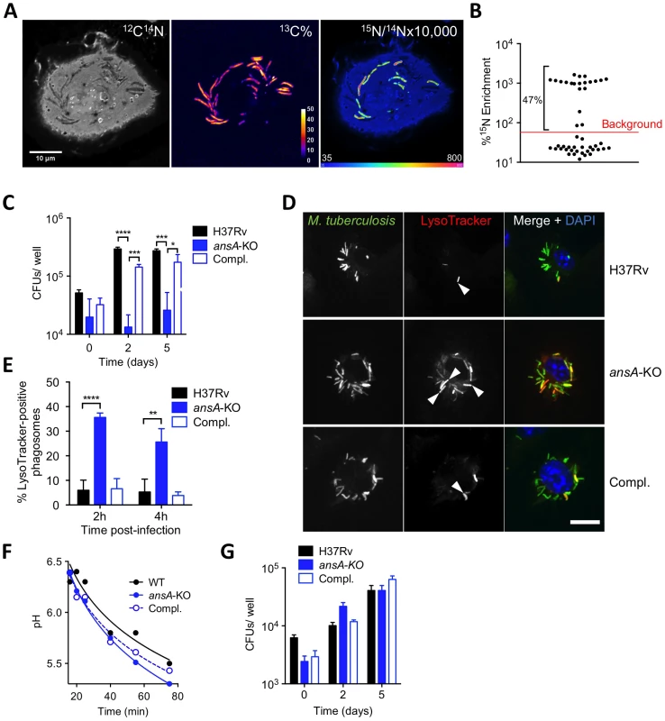Requirement of AnsP2 and AnsA for <i>M. tuberculosis</i> resistance to acid in host macrophages.