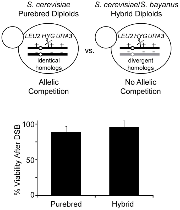 Diploids allow recovery of all possible NAHR events without loss of viability.