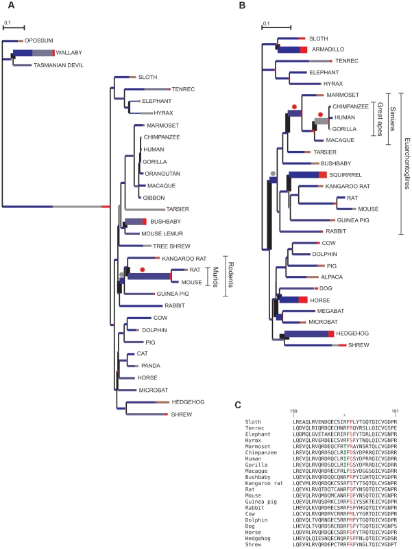 Branch-site analysis of positive selection for <i>CD207</i> and <i>CTSG</i>.