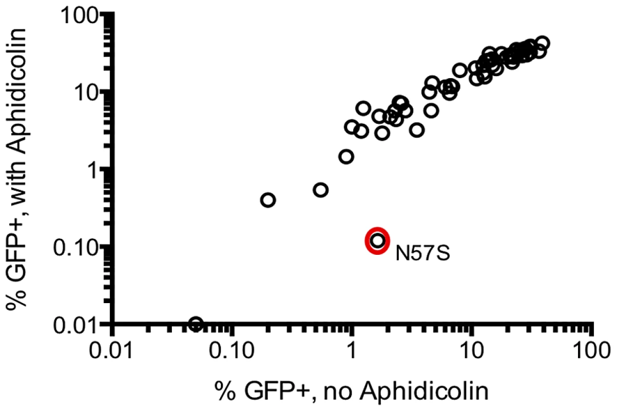 Most CA mutants do not exhibit cell cycle dependent infectivity defects.