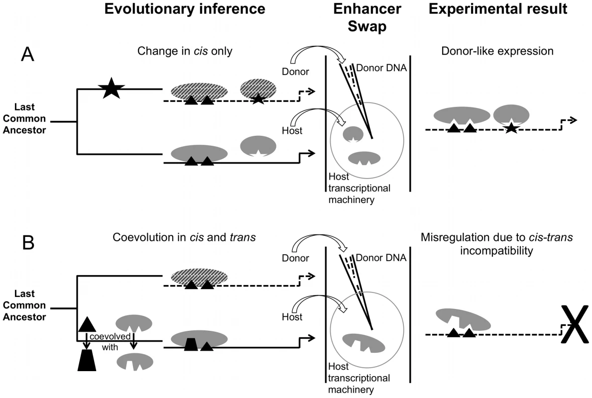 Divergence and misregulation proceed through different molecular mechanisms.