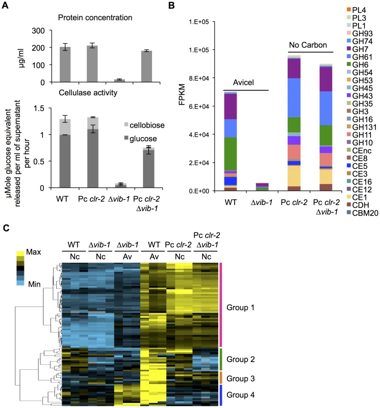 Constitutive expression of <i>clr-2</i> rescued the cellulase production defect of the Δ<i>vib-1</i> mutant.