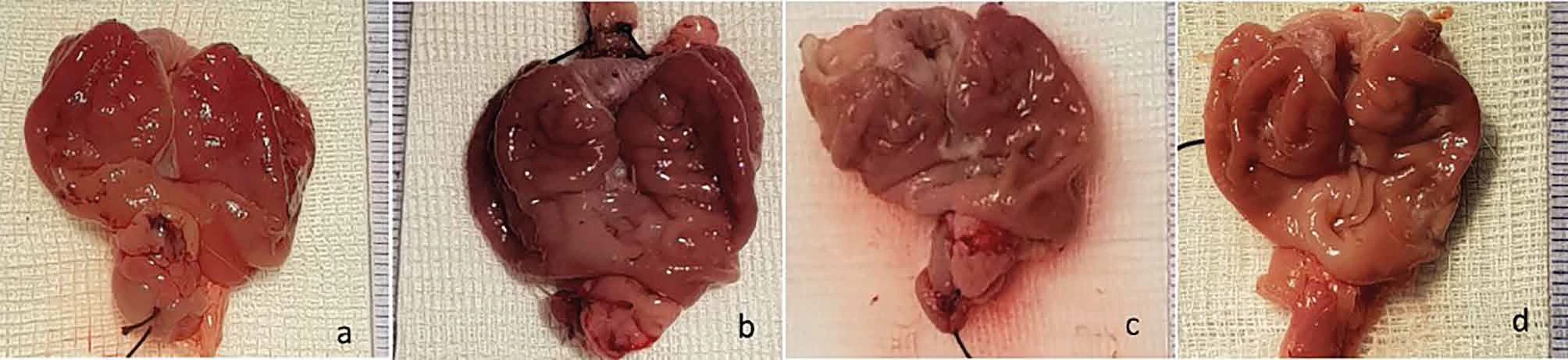 Macroscopic view of gastric mucosa after stomach dissection