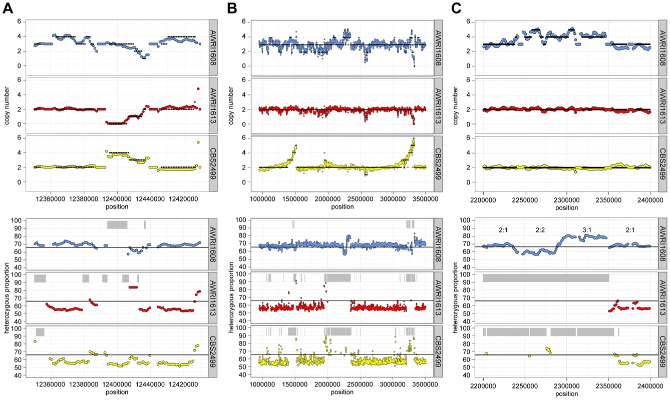 Inter-strain genetic variation at discrete genomic loci.