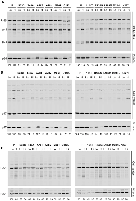 All ts CA mutants exhibit protease-dependent reduction in extracellular particle yield at the non-permissive temperature.