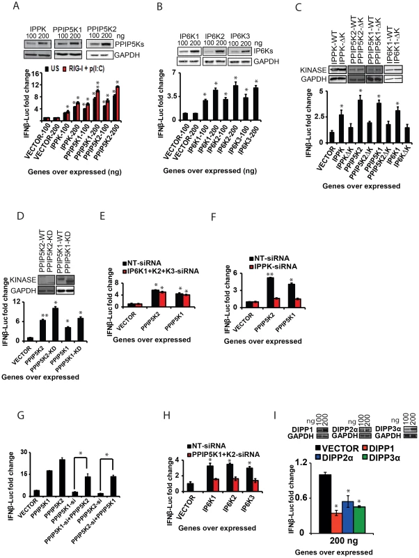 The catalytic activity of inositol pyrophosphate synthesis pathway kinases regulates <i>IFNβ</i> response.