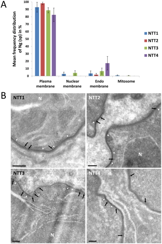 Localisation of individual ThNTT using quantitative immuno-electron microscopy.