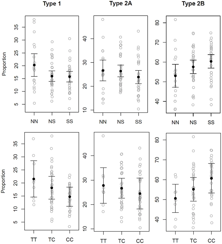 Gluteal fiber type proportions observed based upon <i>MSTN</i> SINE and intron 1 SNP genotype.