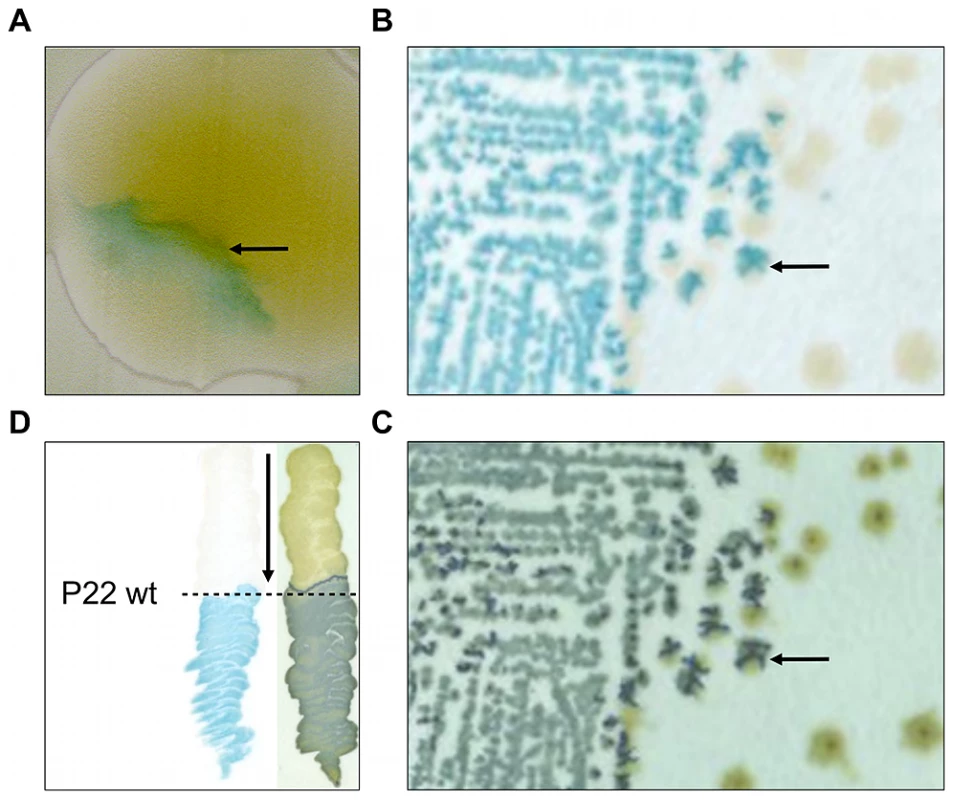 Initial observation of an LT2 clone (designated LT2K7) carrying a <i>lacZ</i> translational fusion that responds to P22 infection.