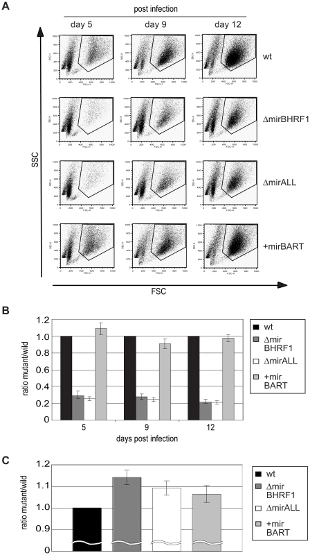 Outgrowth of primary human B cells infected with prototype 2089 or miRNA-mutated EBVs.
