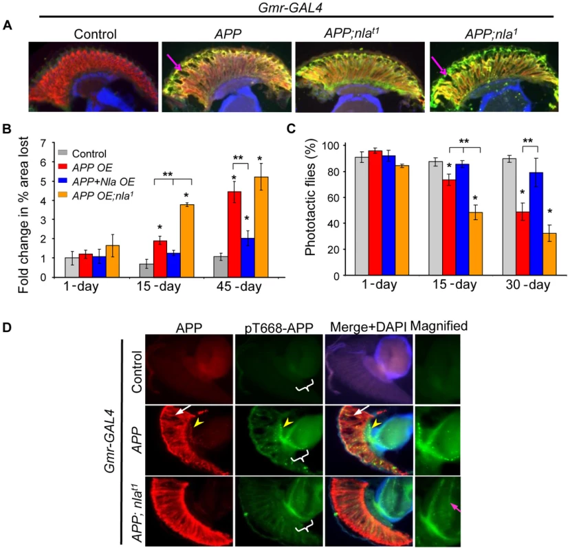 Nebula overexpression reduces APP-induced degeneration structurally and functionally.