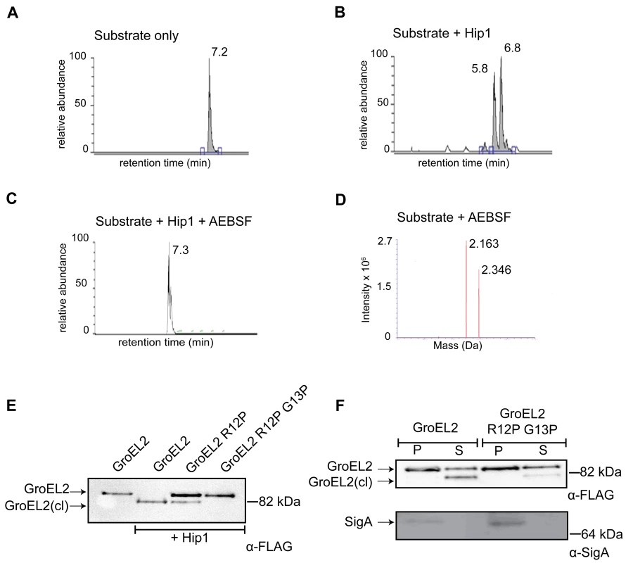 GroEL2 is cleaved <i>in vitro</i> and <i>in vivo</i> by Hip1.