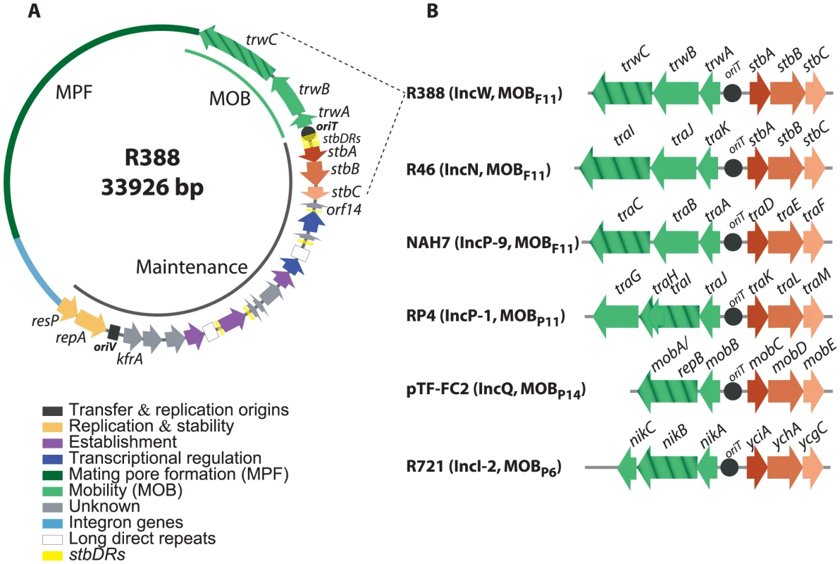 The <i>stbABC</i> operon.