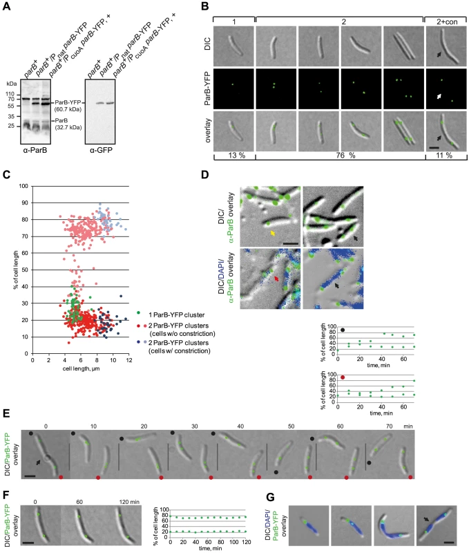 ParB-YFP localizes dynamically and in subpolar clusters.