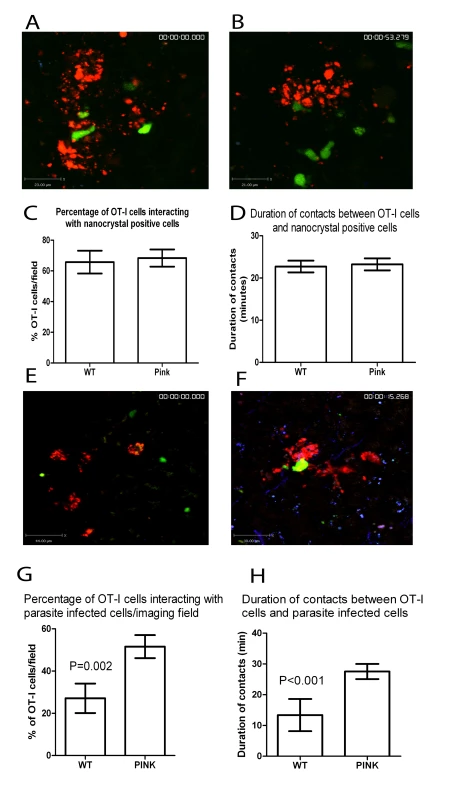 CD8<sup>+</sup> T cell interactions with parasite infected cells.