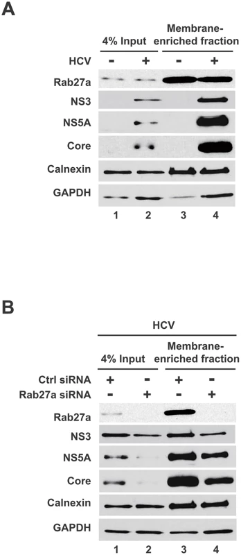 Presence of Rab27a and viral proteins membrane-enriched fractions.