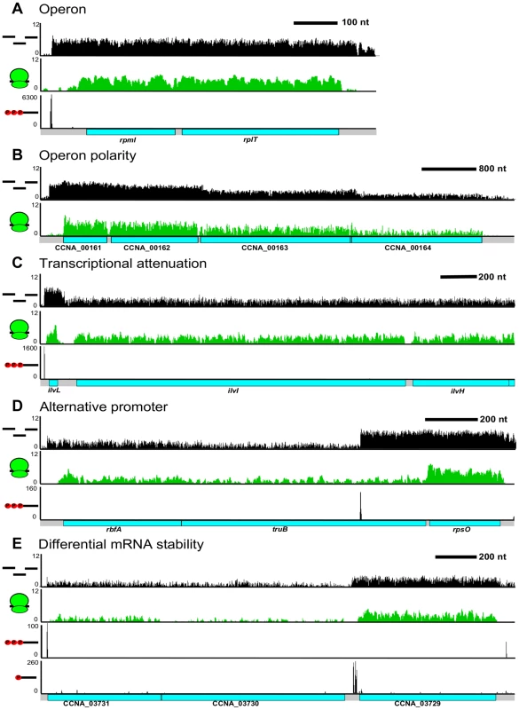 Complex regulation of <i>C. crescentus</i> operons.