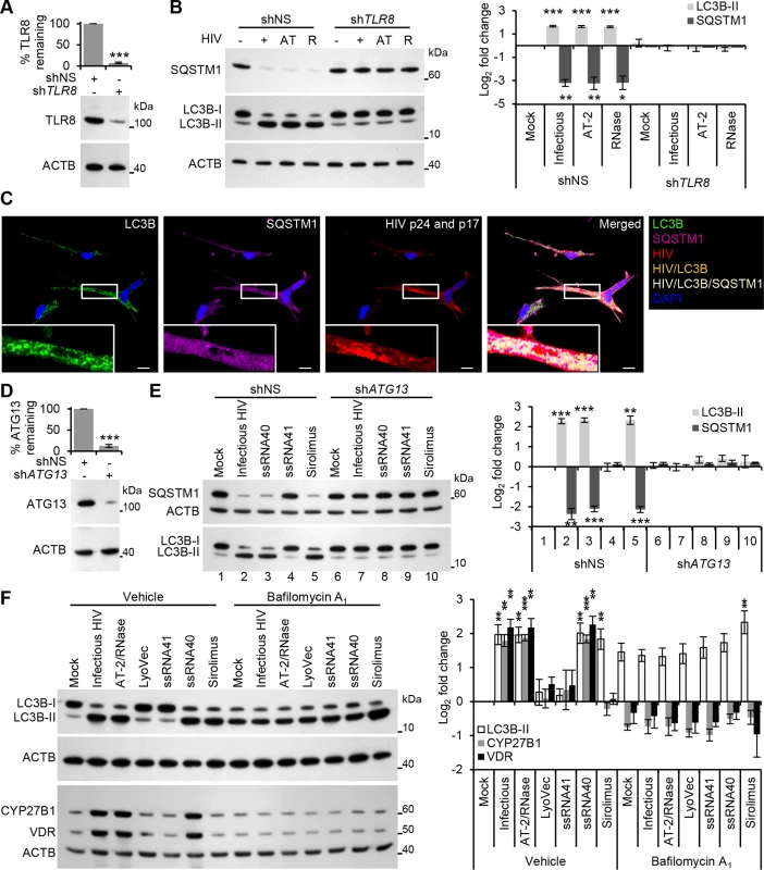 HIV induces autophagy in human macrophages through TLR8.