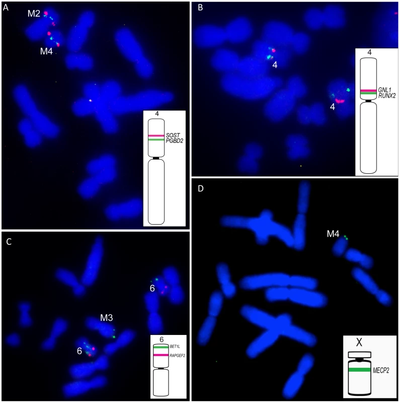 Representative FISH results on DFTD chromosomes.