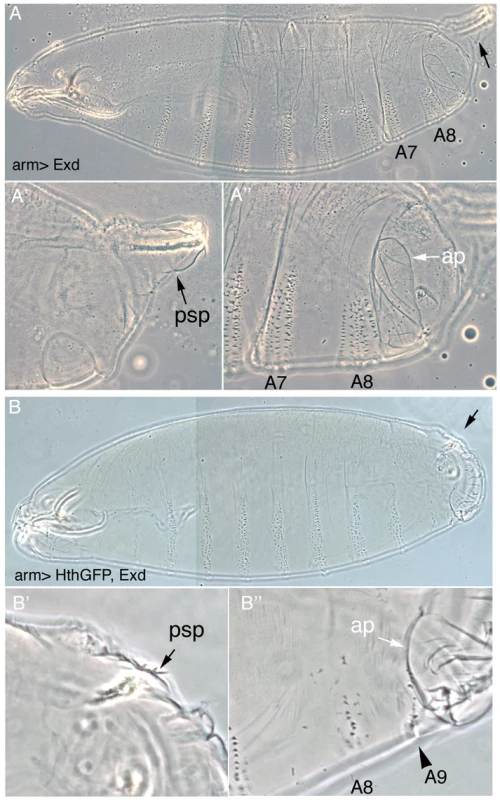 Downregulation of Exd/Hth expression is required for the normal development of the posterior abdominal segments.