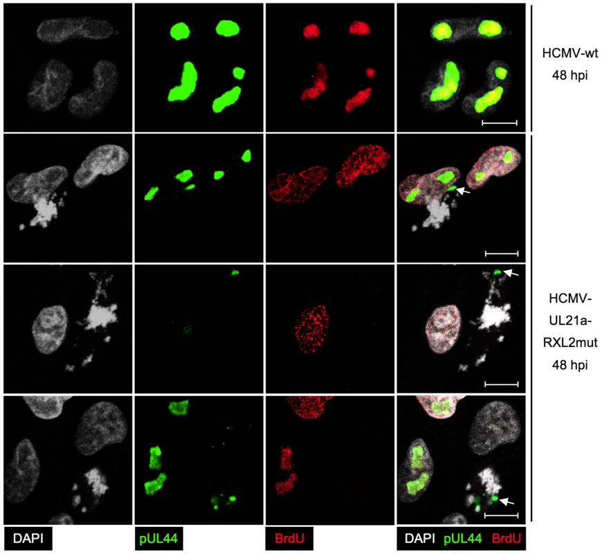 Impaired viral DNA replication in mitotic cells.