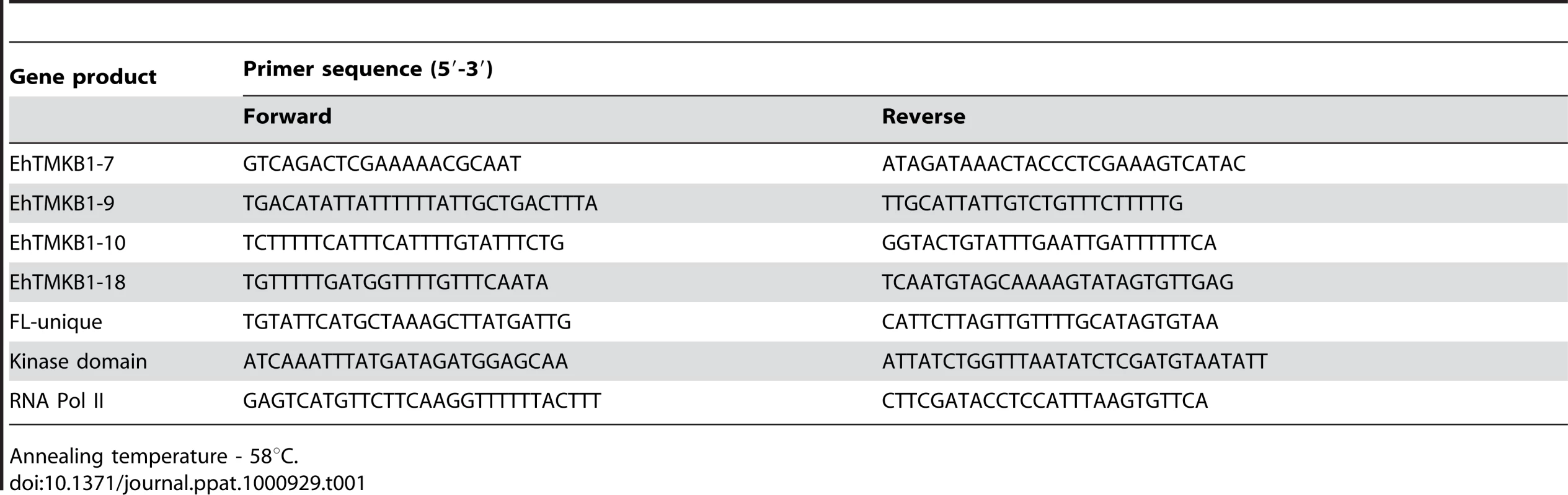 Real time PCR primers.