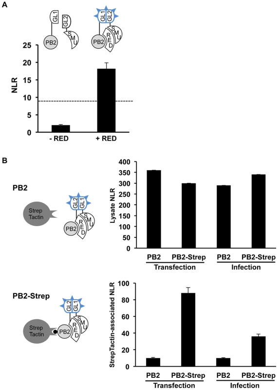 Detection of ternary PB2-RED-SMU1 complexes.