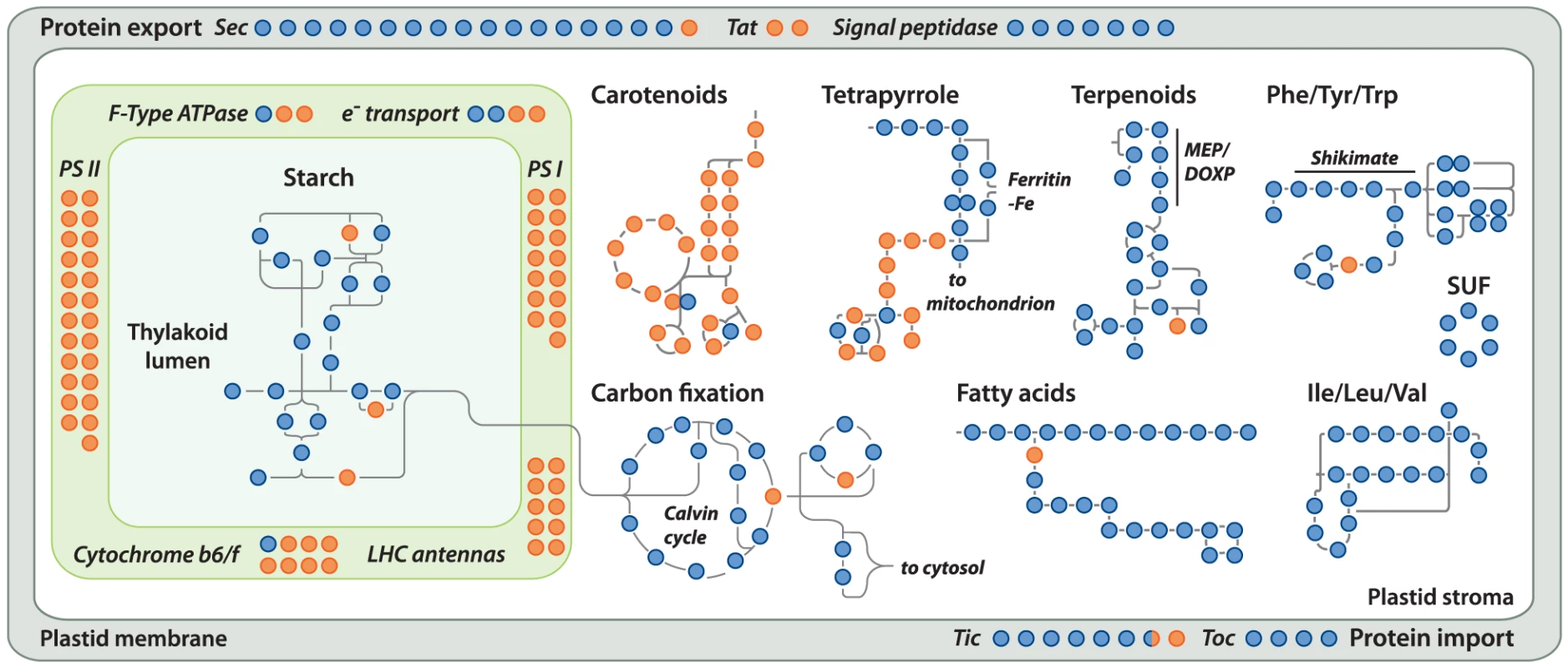 Localization of <i>Helicosporidium</i> losses amongst the major plastid metabolic pathways.