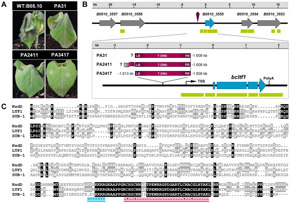 Identification of <i>bcltf1</i> as putative virulence factor by an ATMT approach.